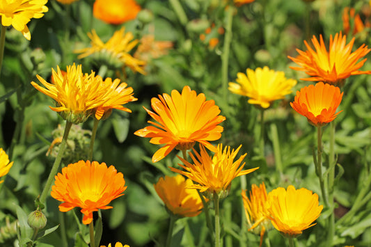 The Magic of Calendula